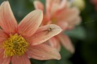 /album/fotogaleria-fotografia-macro/gfttt-20-640x480-jpg/